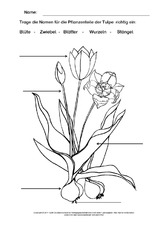 Tulpe-beschriften-ausmalen.pdf